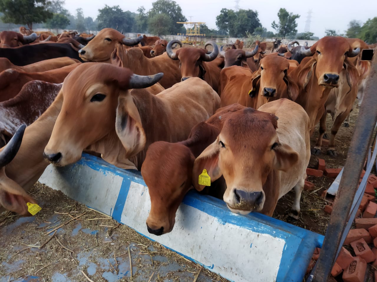 Gau Seva